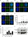 FIG 2