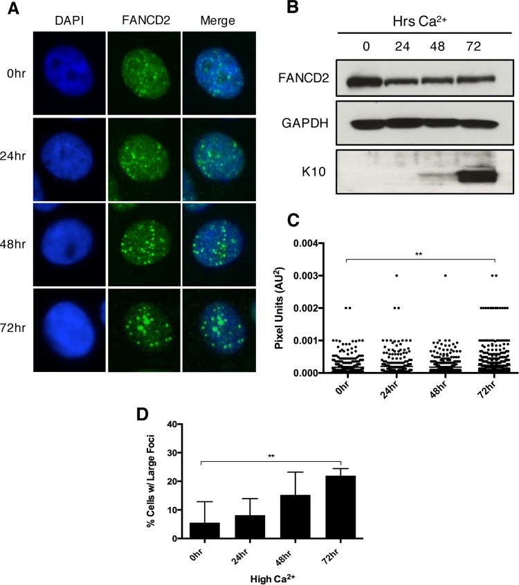 FIG 3 