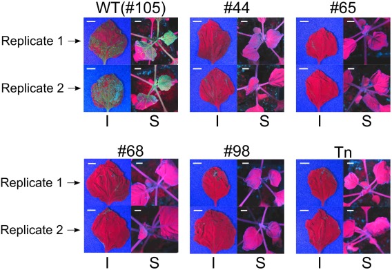 Figure 7