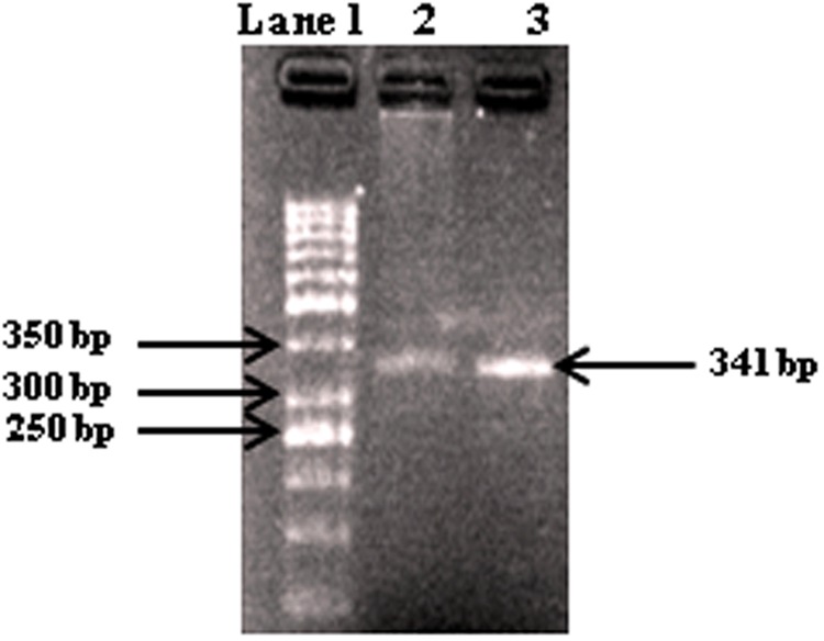 FIGURE 1