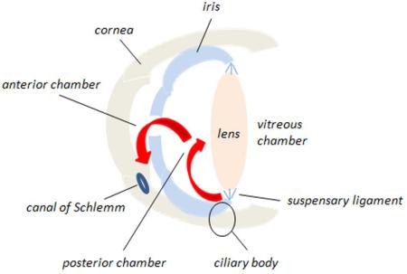 Box 1. Circulation through the anterior chamber of the eye