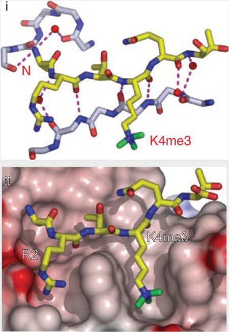 BOX 2 Lessons learned from sequence-specific readout of methyllysine marks