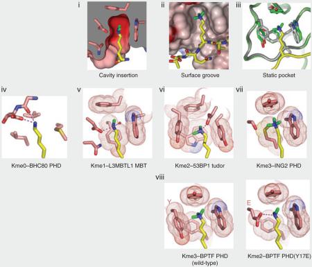 BOX 1 Lessons learned from state-specific readout of methyllysine marks