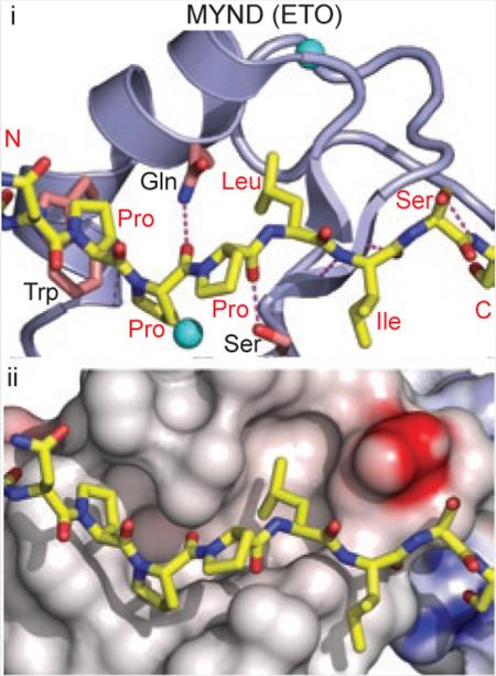 BOX 3 Contribution of shape complementarity to molecular recognition