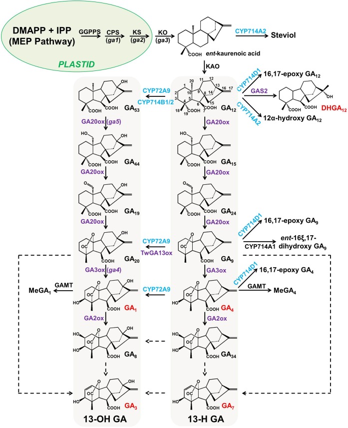 FIGURE 1