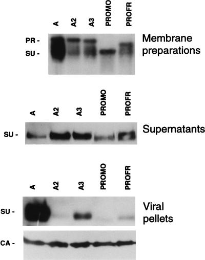 FIG. 6