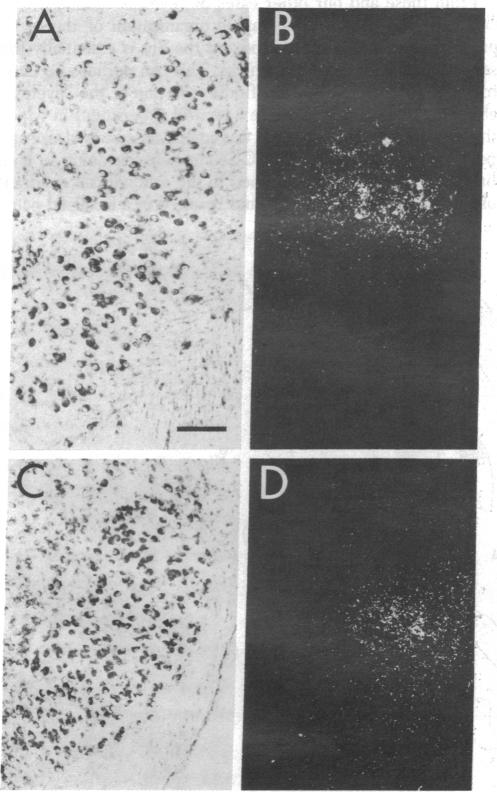 graphic file with name pnas00645-0335-a.jpg