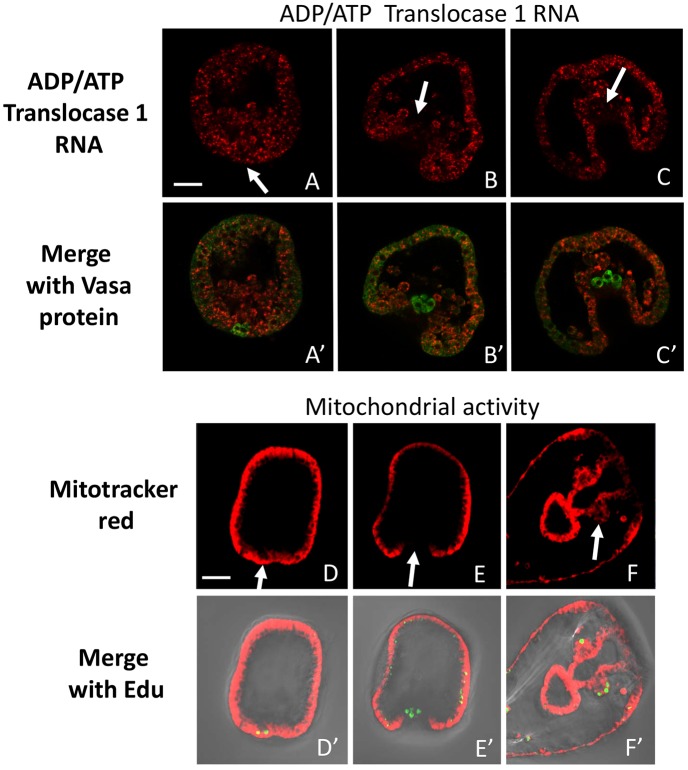 Fig. 8.