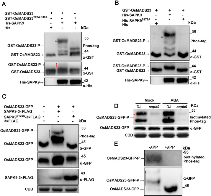 Fig 10