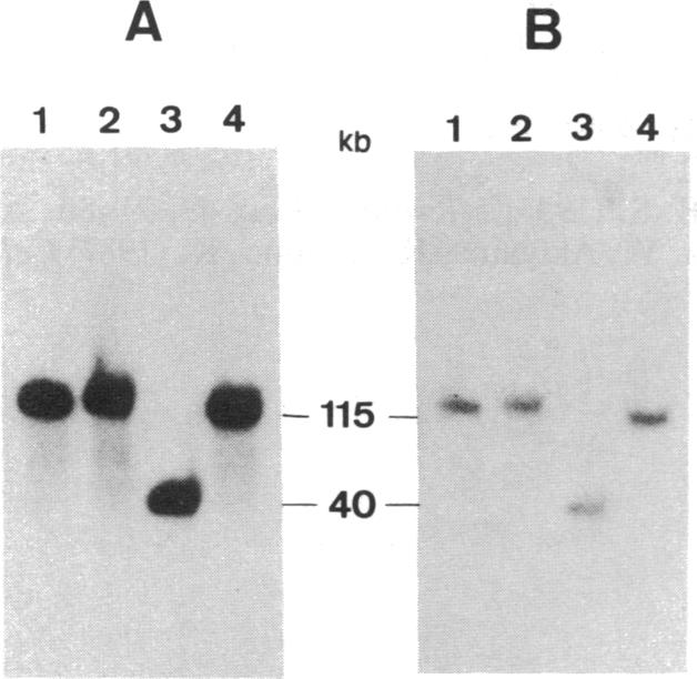 graphic file with name pnas00284-0247-a.jpg