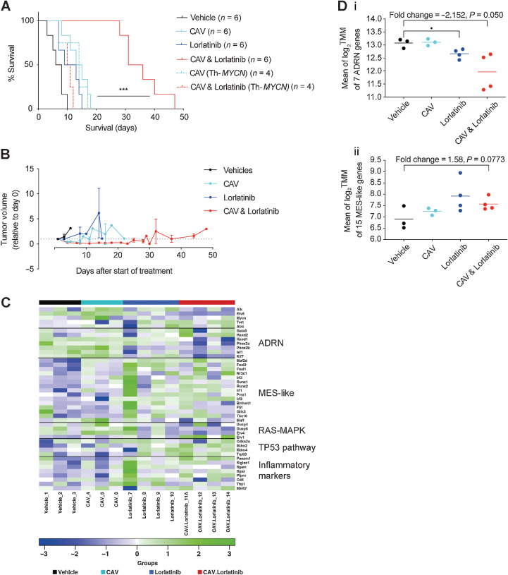 Figure 3. CAV chemotherapy in combination with lorlatinib leads to significantly enhanced survival in preclinical Th-ALKF1174L/MYCN GEMM neuroblastoma. A, Survival study of lorlatinib, with and without CAV chemotherapy in Th-ALKF1174L/MYCN and Th-MYCN (dashed line) GEMMs. Vehicle versus CAV and lorlatinib. ***, P = 0.0006; CAV versus CAV and lorlatinib. ***, P = 0.0005; lorlatinib versus CAV and lorlatinib. ***, P = 0.0005 in the Th-ALKF1174L/MYCN model according to log-rank (Mantel–Cox) test. B, MRI growth monitoring of Th-ALKF1174L/MYCN tumors from the survival study in A. No statistical significance between groups. C, Heatmap of the expression of 34 selected genes across all the treatment groups. Noradrenergic (ADRN) and MES-like (mesenchymal cell–like). D, Mean of log2 TMM (trimmed mean of M values) score for genes in ADRN (i) or MES (ii) panel across treatment groups.