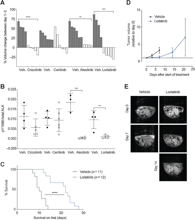 Figure 2. Lorlatinib treatment of Th-ALKF1174L/MYCN tumor-bearing animals gives a survival advantage over vehicle control. A, In vivo analysis of a panel of ALK inhibitors including crizotinib, ceritinib, alectinib, and lorlatinib was carried out using the Th-ALKF1174L/MYCN model. Tumor-bearing Th-ALKF1174L/MYCN mice, were treated with the indicated inhibitor or its corresponding vehicle (veh.) over a 3-day interventional dosing schedule, and tumor volume change was monitored by MRI on day 0 and day 3. Each bar represents tumor volume change in an individual animal. Crizotinib versus vehicle ****, P < 0.0001. Alectinib versus vehicle **, P = 0.0021. Lorlatinib versus vehicle. ***, P = 0.0002. B, Tumors from A were harvested for immunoassay testing of ALK and pY1586 ALK status. Alectinib versus vehicle ***, P = 0.0005. Lorlatinib versus vehicle. **, P = 0.0037. C, Th-ALKF1174L/MYCN animals were treated with lorlatinib BD versus vehicle control to assess survival. ****, P < 0.0001 according to log-rank (Mantel–Cox) test. D, Tumor volume was monitored by MRI. E, Representative abdominal MRI of an animal from the lorlatinib survival study versus vehicle control. Tumor outlined by white line.