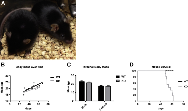 Figure 2