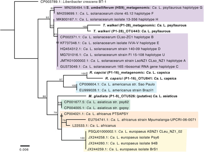 FIGURE 4