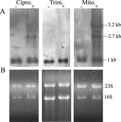 FIG. 6.