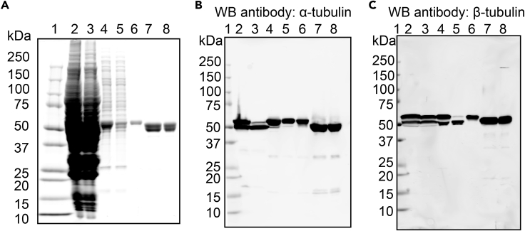 Figure 6