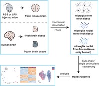 graphic file with name GLIA-68-740-g004.jpg