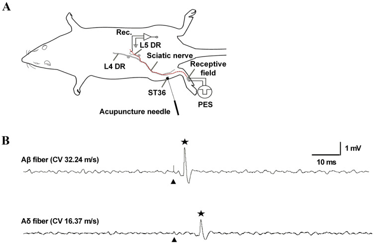 Fig. 1