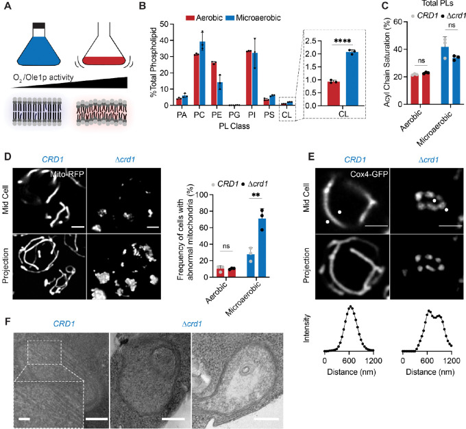 Figure 6: