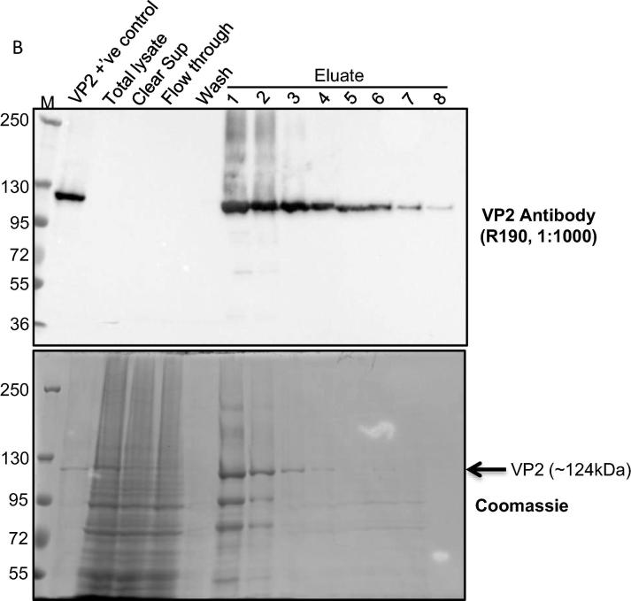 Fig. 1B