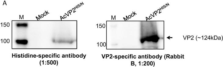 Fig. 1A