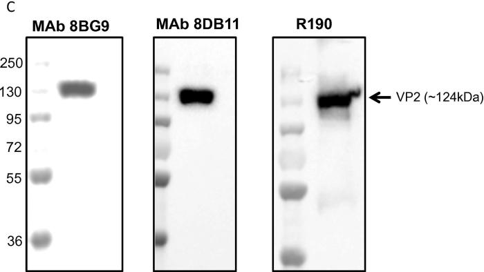 Fig. 1C