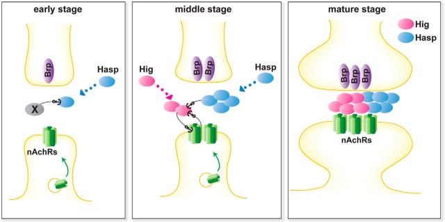 Figure 11.