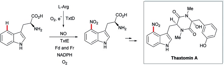 Scheme 28