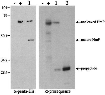 FIG. 5