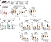 Figure 6. In vivo activation and recall response of NOS2KO OT-I CD8+ T cells. A, Scheme of in vivo T-cell activation and recall response model. C57BL/6j mice were injected intraperitoneally with 1×106 naïve Nos2fl/fl (WT) and Nos2fl/fldlckCre (NOS2KO) OT-I CD8+T (1:1 Nos2KO:WT ratio). The next day, mouse BMDMs differentiated for 7 days and polarized with LPS for 24 hours were pulsed with SIINFEKL peptide for 4 hours prior to intraperitoneal injection. Peripheral blood was sampled at days 7 and 10 after BMDM transfer and analyzed by flow cytometry. SIINFEKL-pulsed BMDMs (or PBS controls) were administered again on day 30. At day 37, the spleen, inguinal lymph nodes, and a liver portion were harvested and analyzed by flow cytometry. Endogenous and adoptive populations were distinguished by the allelic variants of CD45. B, OT-I T-cell expansion in peripheral blood expressed as the relative ratio between KO and WT cell counts on days 7 and 10 after BMDM injections (horizontal gray line represents the range of the initial NOS2KO/WT ratio); N = 32–36. C, Percentage of CD62L-CD44+ cells (left) and CD8 and CD127 MFI (right) of WT, KO, and endogenous CD8+ T cells harvested from peripheral blood on day 7; N = 31 (D) Recall response as determined by the ratio between WT and KO OT-I CD8+T-cell infiltration in the spleen, lymph node, and liver 7 days after recall with SIINFEKL-pulsed BMDMs (+) or with PBS control (−). Horizontal gray line represents the range of the initial NOS2KO/WT ratio; N = 17–21. E, Recall response as determined by amount of CD44+ WT and NOS2KO OT-I T cells per million CD45+ cells infiltrated in the spleen, lymph node, and liver 7 days after recall with BMDMs or PBS control; N = 9–18. F, Flow cytometry analysis of CD44 in CD8+ T cells infiltrating the spleen, lymph node, and liver on day 37. All results [median ± interquartile range (IQR)] are pooled from three independent experiments and each data point represents an independent animal; *, P < 0.05; **, P < 0.01; ***, P < 0.001; One sample t test relative to 1 (B and D), Tukey multiple comparisons paired test (C–F); #, P < 0.05; ##, P < 0.01; ###, P < 0.001; Unpaired t test.
