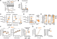 Figure 3. In vitro characterization of Nos2 KO CD8+ T cells. A, After activation in 1% O2 with anti-CD3/CD28 beads, NOS2 expression was determined by Western blot in Nos2fl/fl (WT, gray) and Nos2fl/fldLckCre (NOS2KO, orange) cells. Representative blot (top) and quantification normalized to total protein stain (bottom); median ± interquartile range (IQR), N = 2. B, WT and NOS2KO CD8+ T cells were activated for 3 days in 21% or 1% O2, and NO production was determined by the extracellular nitrite concentration; N = 5–8. C, WT and NOS2KO mouse CD8+ T cells were activated for 72 hours in 21%, 5%, or 1% O2. Viable CD8+ T-cell number was determined by flow cytometry using count beads (left); cell proliferation assessed with CTV staining and expressed as division index (right); N = 8–18. D, Proportion of CD62L−CD44+ in cells activated as in C (left) and representative FACS plots for 1% O2 activated cells (right); N = 11–18. E, Heat map illustrating expression of markers of differentiation determined by flow cytometry in CD8+ T cells activated for 72 hours in 21%, 5%, or 1% O2. Increased and reduced expression of proteins are shown in gray and orange, respectively. Rows represent averaged z-scores; n = 11–18. F, Seahorse metabolic analysis of mouse T cells activated for 3 days in 1% O2, as determined by OCR and ECAR after injection of anti-CD3/CD28 beads or antibodies, oligomycin (O), FCCP (F), or rotenone+antimycin A (R+A; left). Effect of T-cell activation on T-cell OCR and ECAR was determined by % change from baseline following injection of anti-CD3/CD28 beads or antibodies. Seahorse analysis was conducted in a hypoxia chamber set to 3%O2; N = 8. G, OT-I CD8+ T cells activated for 3 days in 1% O2 were cocultured with 10,000 OVA-expressing B16-F10 tumor cells at different effector:target (E:T) ratios. Cytotoxicity was assessed with Alamar blue assay after 14 to 18 hours of coculture at 21% O2. A nonlinear regression [(agonist) vs. normalized response] was used to determine dose–response curves (shaded areas: 95% confidence intervals); N = 4–6. H, CD8+ T cells were activated for 6 days and incubated for 48 hours in 1% O2 before being loaded with calcein-AM and cocultured with mouse endothelial cells in a transwell system. mCCL19 and mCCL21 were added to the lower chamber as chemoattractant. Calcein signal corresponding to T cells migrating through the endothelial barrier was assessed after 3 hours of coculture in a plate reader; N = 7–9. All results [median ± interquartile range (IQR)] are pooled from a minimum of two independent experiments, and each data point from panels B, F (right), and G and H represent an independent animal: ns, P > 0.05; *, P < 0.05; **, P < 0.01; Mann–Whitney test relative to respective WT control.