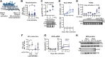 Figure 1. NO production and NOS expression in CD8+ T cells. A, CD8+ T cells were activated with anti-CD3/CD28 Dynabeads (or SIINFEKL peptide, when using OT-I CD8+ T cells) for 1 to 4 days in 21%, 5%, and 1% O2. After activation, NO production and NOS expression were analyzed. B, NO production determined by extracellular quantification of nitrites (NO2−, a NO byproduct) in mouse CD8+ T cells activated for 3 days; N = 11–13. C, Western blot analysis of NOS using a panNOS antibody (all isoforms detected) in lysates of mouse CD8+ T cell activated for 3 days. Results normalized to total protein stain (TPS, top) and representative blot (bottom); N = 3. D, Time course qRT-PCR analysis of Nos2 and Nos3 mRNA expression in activated mouse CD8+ T cells; N = 3–9. E, Western blot analysis of NOS2 protein levels in mouse OT-I CD8+ T cells treated or untreated with 50 μmol/L FG-4592 and activated for 3 days in 1% O2 with increasing amounts of SIINFEKL peptide (0.001, 0.1, 1, and 1000 ng/mL). Quantification normalized to TPS (top) and representative blot (bottom). BMDMs polarized to M1 with 100 U/mL LPS were used as positive control for NOS2 expression; N = 3. F, NO production as determined by extracellular quantification of nitrites in human T cells cultured for 1 day in 21% and 1% O2 with or without anti-CD3/CD28 beads; N = 4. G, Time course qRT-PCR analysis of NOS2 and NOS3 mRNA levels in activated human CD8+ T cells. NOS1 mRNA levels were under the detection limit; N = 5–8. H, Western blot analysis of panNOS (antibody detecting all NOS isoforms) and NOS3 in human CD8+ T cells. HUVEC cells were used as positive control and PPIB was used as loading control; representative of N = 3. Apart from panel D and G, each data point represents an independent animal and results are shown as median ± interquartile range (IQR). *, P < 0.05; Wilcoxon matched-pairs signed-rank test.