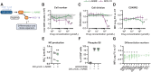 Figure 2. Effect of pharmacologic inhibition of NO production by human CD8+ T cells. A, Human CD8+ T cells were activated with anti-CD3/CD28 Dynabeads in 21% O2 and cultured for 3 days in the presence of L-NAME (NOS inhibitor) or NOC-18 (NO donor). Flow cytometry analysis was used to assess the effects on T-cell differentiation and expansion. B–D, Cell number determined with counting beads (B), cell division determined with CTV staining (C), and expression of CD45RO in cells treated with increasing concentrations of L-NAME and NOC-18. Horizontal grey line represents the DMSO control cells (CT). Cell division shown as division index and CD45RO expression shown as log2 fold-change in mean fluorescence intensity (MFI) relative to CT; n = 3. E, NO production determined by quantification of nitrites in lysates of human CD8+ T cells; N = 3. F, Proportion of cells positive for phospho-S6 Ribosomal Protein (Ser235/236, pS6); N = 3. G, Expression of differentiation markers shown as log2 fold-change in MFI relative to DMSO CT (horizontal grey line) following treatment with 200 μmol/L L-NAME; N = 4–10. Results are shown as median ± interquartile range (IQR). *, P < 0.05; *, P < 0.01; Wilcoxon matched-pairs signed-rank test.