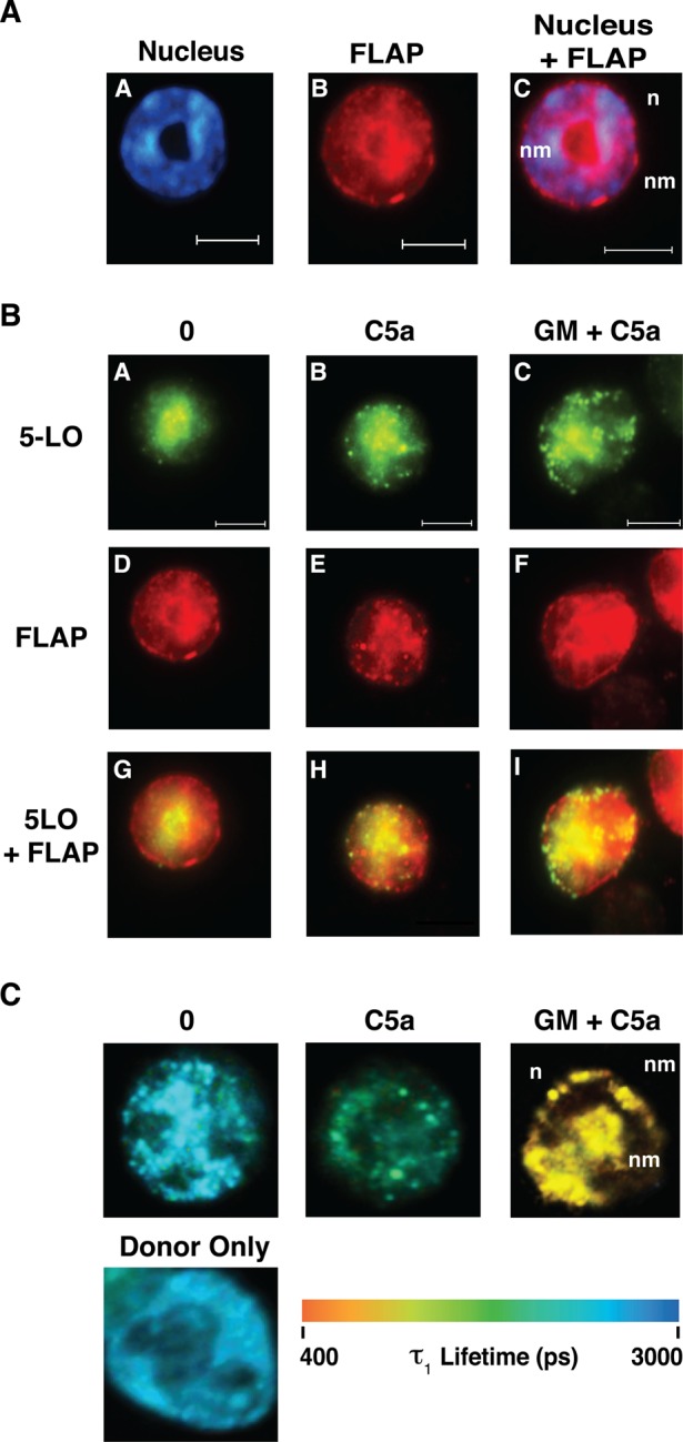 FIGURE 3: