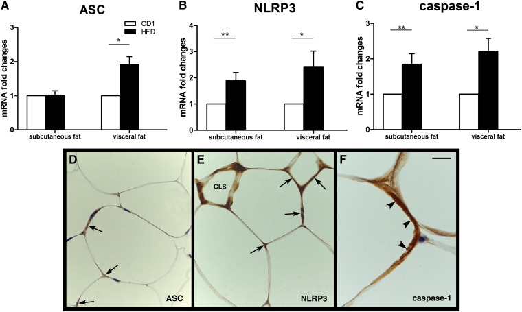 Fig. 10.