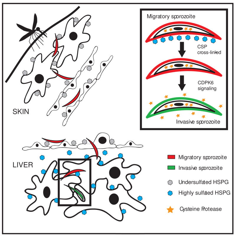 Model of the Sporozoite’s Journey in the Mammalian Host