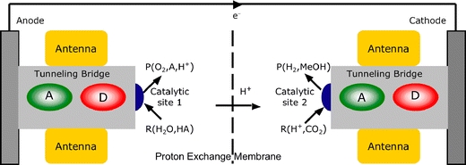 Fig. 1