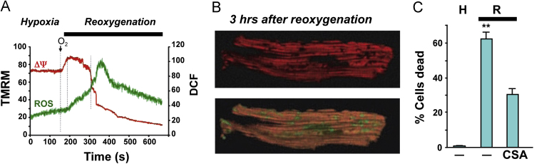 Fig. 8