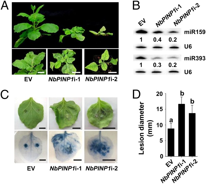 Fig. 5.