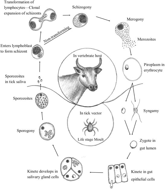 Fig. 1