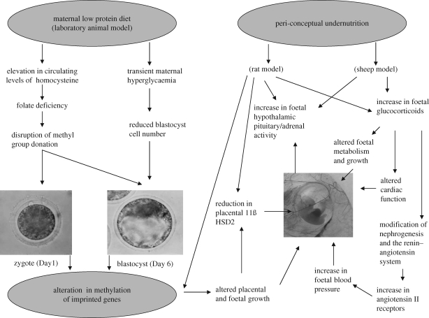 Figure 1.