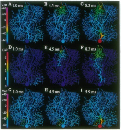 graphic file with name pnas01133-0138-a.jpg