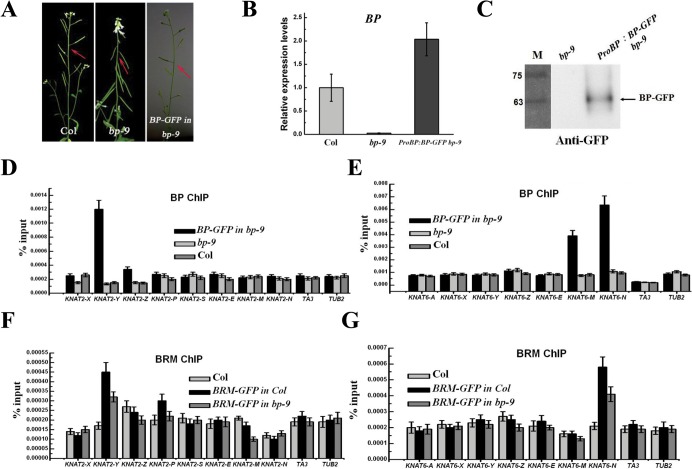 Fig 8