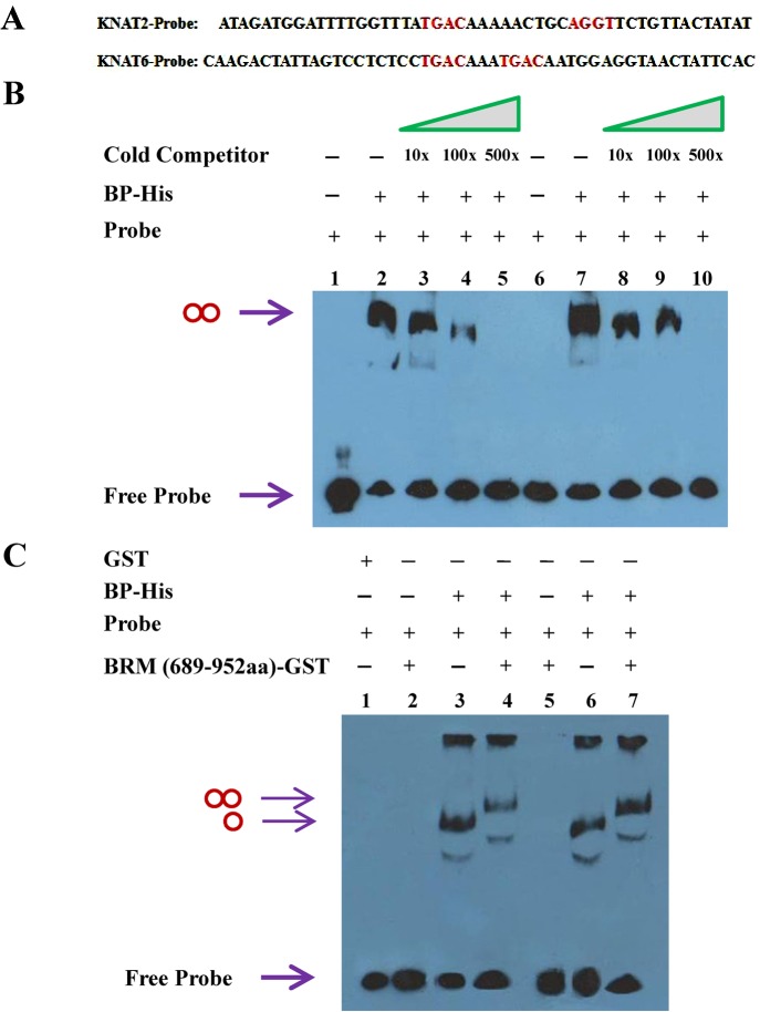 Fig 7