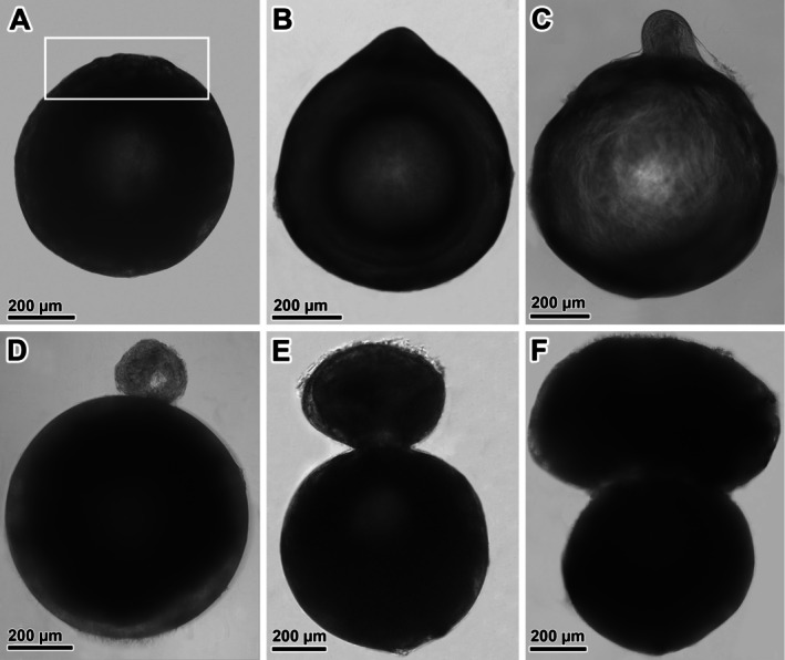 FIGURE 3