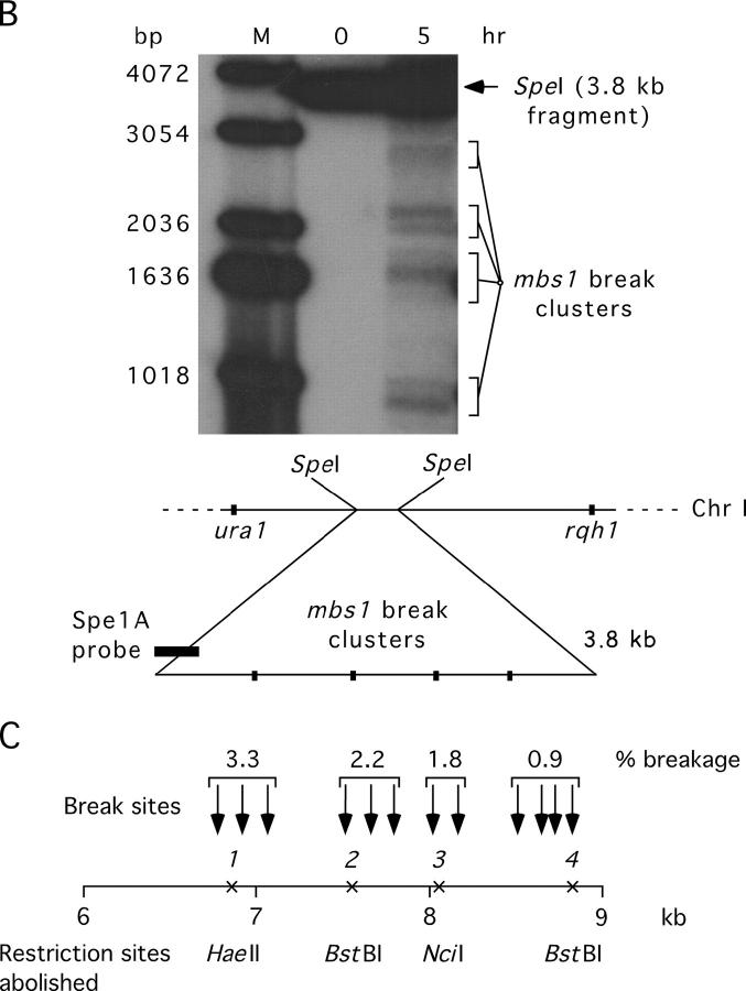 Figure 1.—