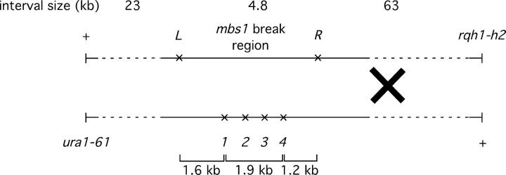 Figure 4.—