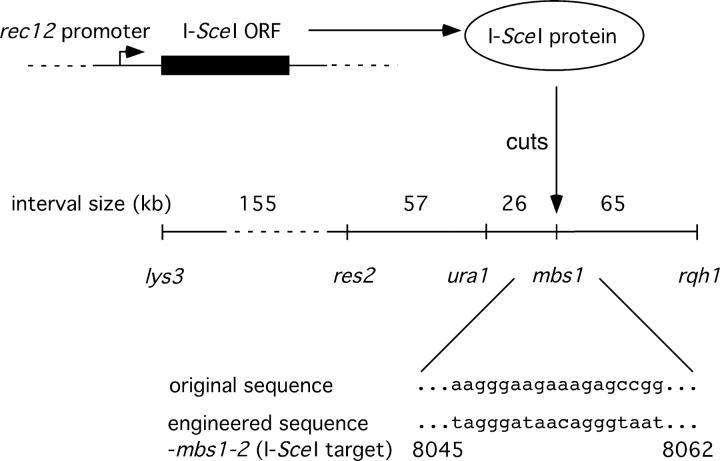 Figure 3.—