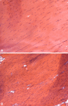 Fig. 5A–B