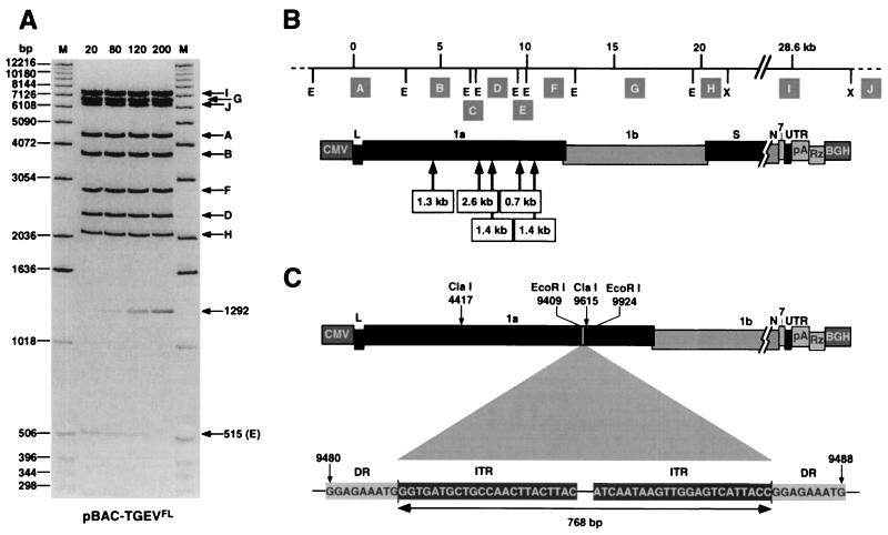 FIG. 2.